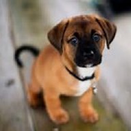 TheOpPuppy