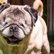 Emotional Pug