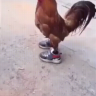 KingOfWangs